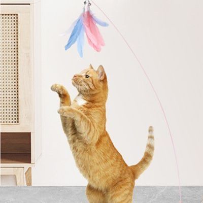 https://fulmo-img-server.com/party-cat/1751082593071_fkoesd2r_9y8w3jbk.jpeg