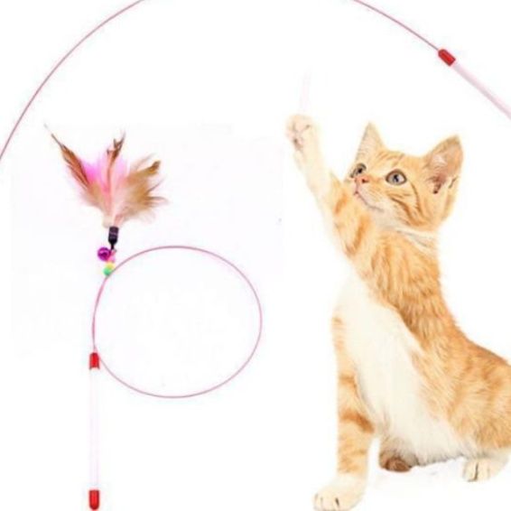 https://fulmo-img-server.com/party-cat/1751083231703_wjoiun2p_ftq0xucl.jpeg
