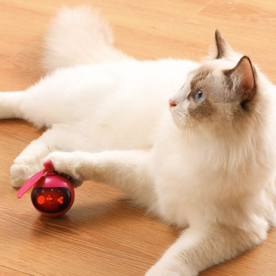 https://fulmo-img-server.com/party-cat/1751113049260_zr5ivkj8_py418nt4.jpeg