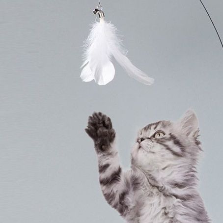 https://fulmo-img-server.com/party-cat/1751173680674_a2bka6hs_auwa9dfh.jpeg