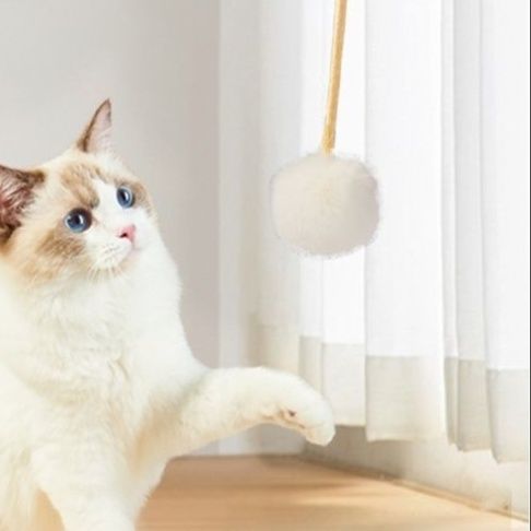 https://fulmo-img-server.com/party-cat/1751175037439_j0s8vdws_bburdwfz.jpeg