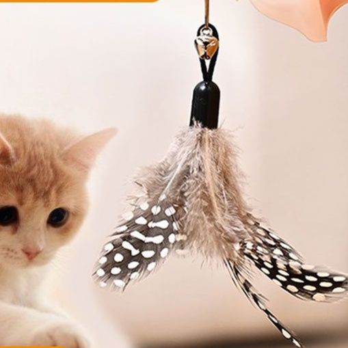 https://fulmo-img-server.com/party-cat/1751184114695_ofxj7dn9_afj1vspa.jpeg