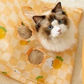 https://fulmo-img-server.com/party-cat/1751262534399_xsqpubtr_v4v25lgw.jpeg