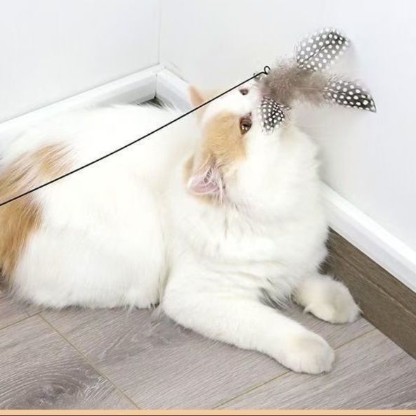 https://fulmo-img-server.com/party-cat/1751338979293_rtan50vx_pbseg280.jpeg