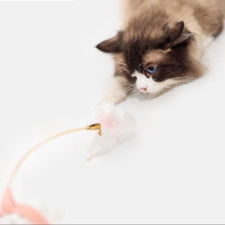 https://fulmo-img-server.com/party-cat/1751340736493_tmcaaz3c_ipjhyiu3.jpeg