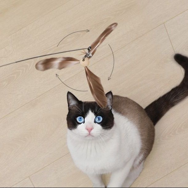 https://fulmo-img-server.com/party-cat/1751360243274_jt7vxxvi_0q50zsq3.jpeg