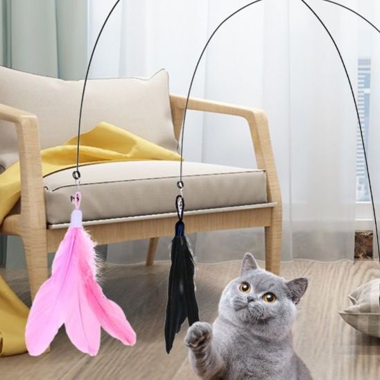https://fulmo-img-server.com/party-cat/1751360518668_x8s7mbbf_xfl2o8jz.jpeg