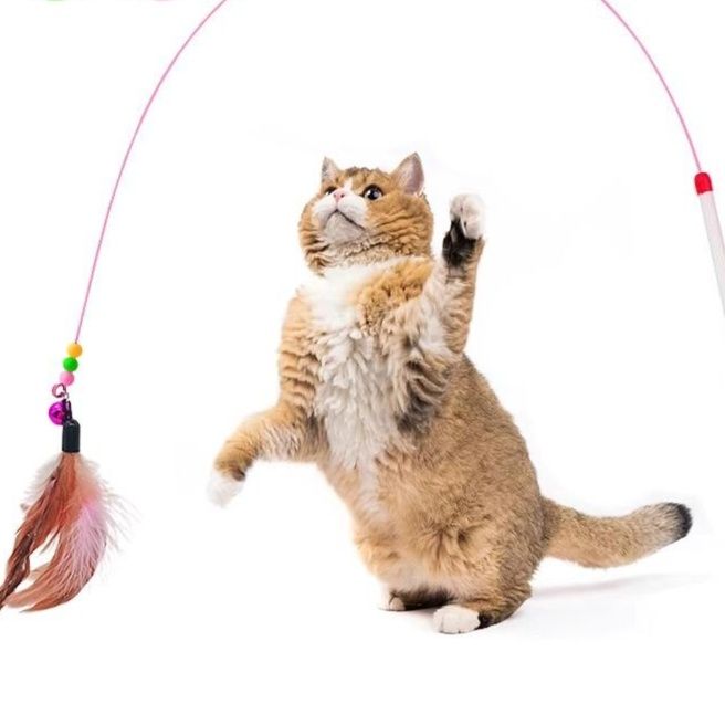 https://fulmo-img-server.com/party-cat/1751424301341_je7aws4a_frkssoi9.jpeg