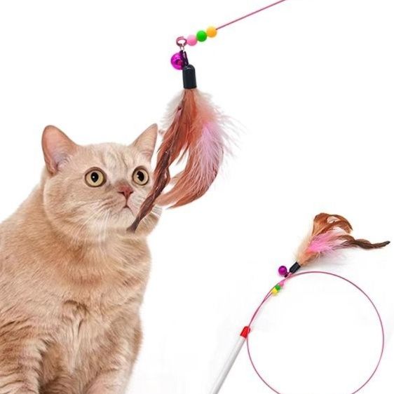 https://fulmo-img-server.com/party-cat/1751424312869_3ifr3xub_fhqdoir5.jpeg