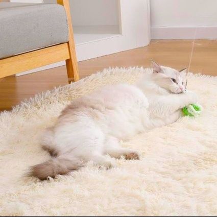 https://fulmo-img-server.com/party-cat/1751424933166_ar3fza3d_kgesxd2y.jpeg