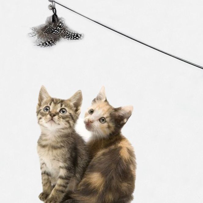 https://fulmo-img-server.com/party-cat/1751430315274_jmu8nvjk_25hpg3ed.jpeg