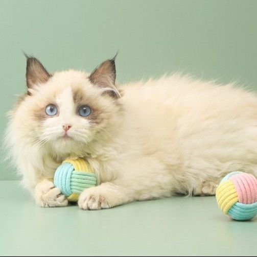 https://fulmo-img-server.com/party-cat/1751430845621_0dca0ifo_idvqlbyy.jpeg