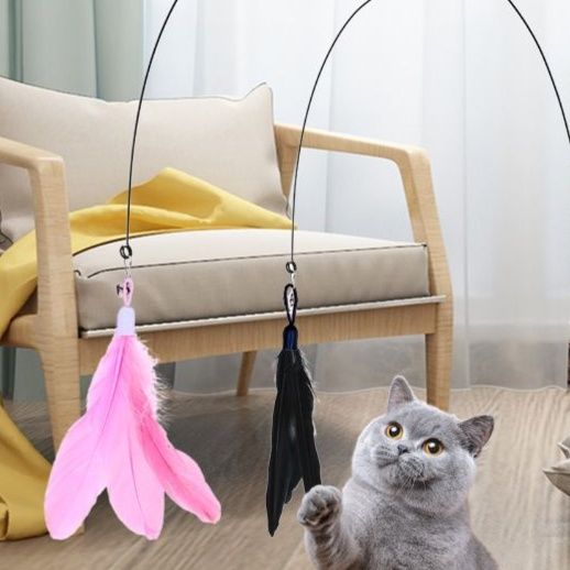 https://fulmo-img-server.com/party-cat/1751432273520_bbvz7eci_iwpez5zf.jpeg