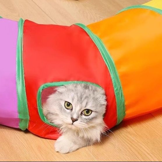 https://fulmo-img-server.com/party-cat/1751434402481_uhhoiu7b_q83uj3u9.jpeg