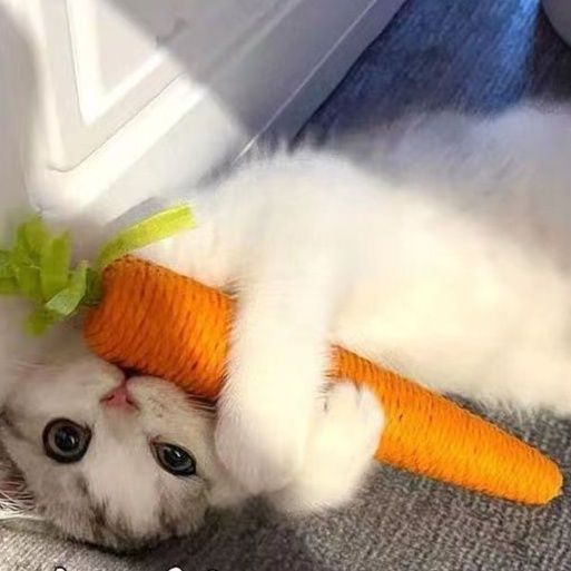 https://fulmo-img-server.com/party-cat/1751434595901_lepb5ens_7wihjcb6.jpeg