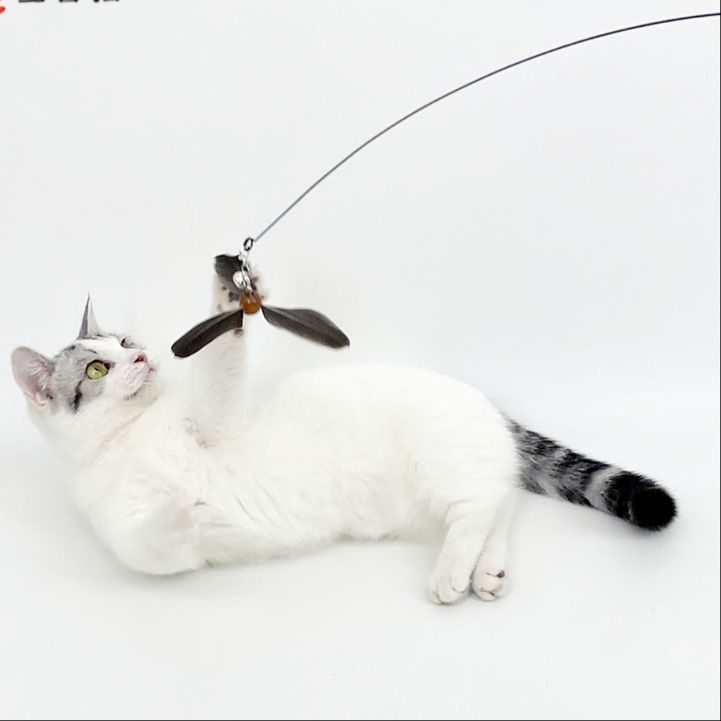 https://fulmo-img-server.com/party-cat/1751435767411_ilv1qb7q_c170ei71.jpeg