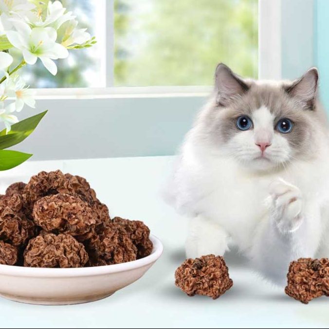 https://fulmo-img-server.com/party-cat/1753762973170_by9jmz4p_ypgu7xye.jpeg