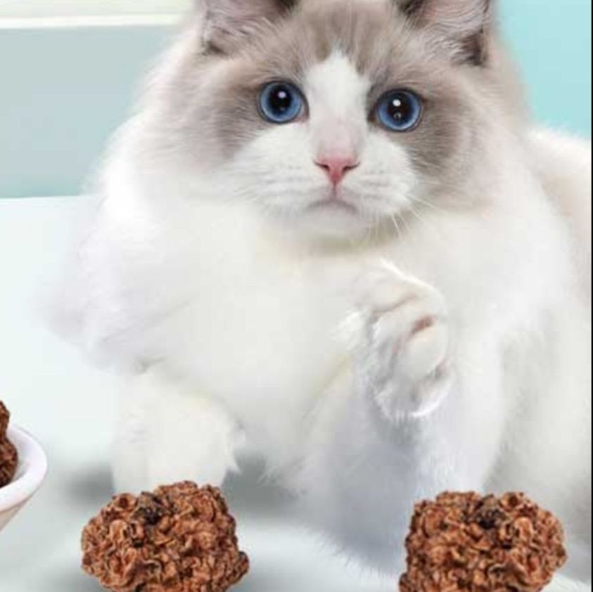 https://fulmo-img-server.com/party-cat/1753763012620_8cdunpm8_bgqx5hki.jpeg