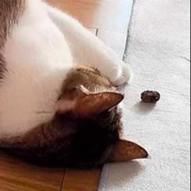 https://fulmo-img-server.com/party-cat/1753763033816_tnrog41j_bqwuibfq.jpeg