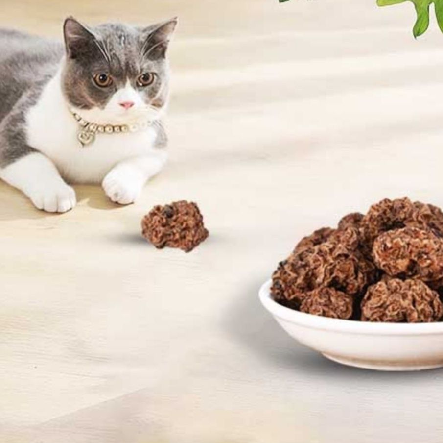 https://fulmo-img-server.com/party-cat/1753763075806_g0s055yn_xxx8fzs8.jpeg