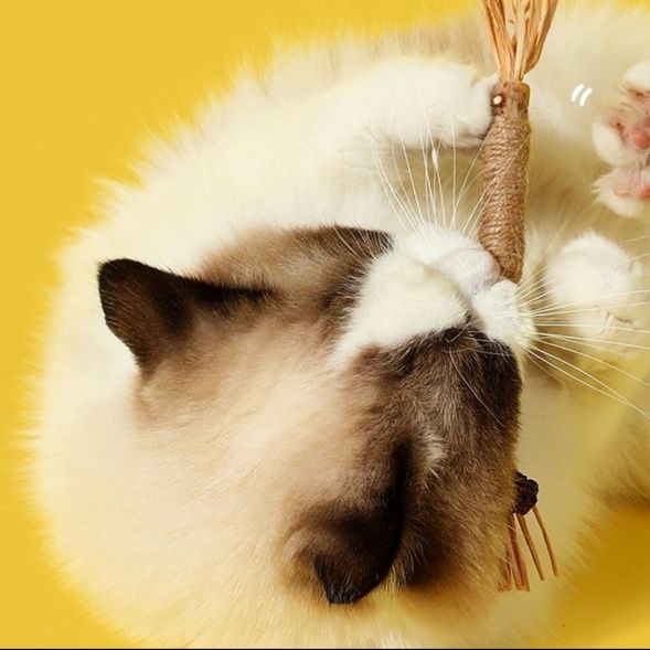 https://fulmo-img-server.com/party-cat/1753767734088_bmhjx7jz_q6zxzdy2.jpeg