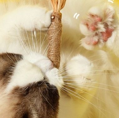 https://fulmo-img-server.com/party-cat/1753767837272_t9c0yy3p_w5461utl.jpeg