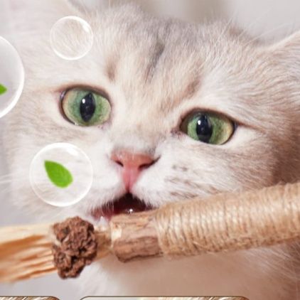 https://fulmo-img-server.com/party-cat/1753768133267_nsvafbq3_s7p5drc6.jpeg