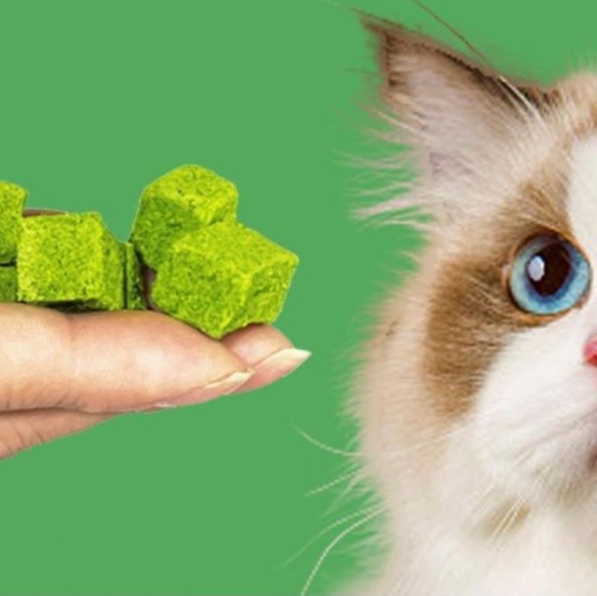 猫 おもちゃ 猫草デンタルキューブ