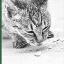 猫 おもちゃ 多用途リラックスまたたび