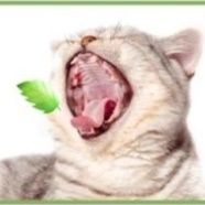 猫 おもちゃ 自家栽培健康猫草キット