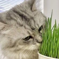 猫 おもちゃ 自家栽培健康猫草キット