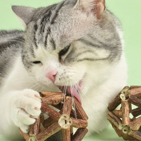 猫 おもちゃ 木製またたび歯磨きボール