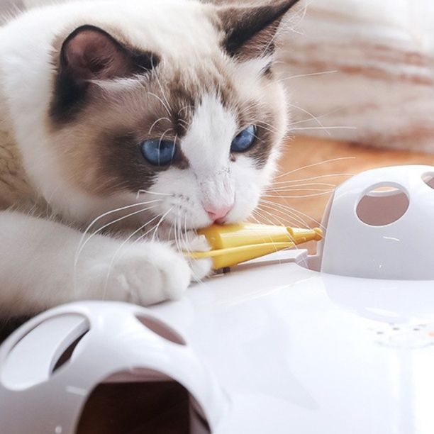 https://fulmo-img-server.com/party-cat/1755694837029_asit6xgk_ptj8xvah.jpeg
