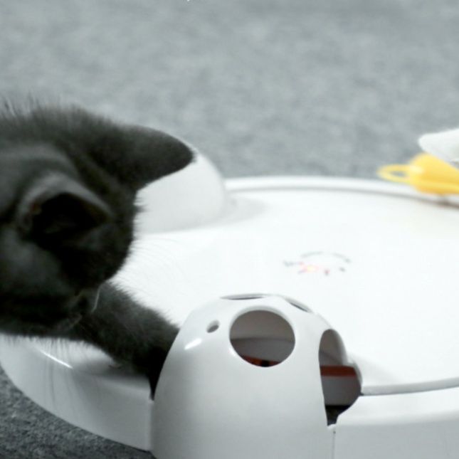 https://fulmo-img-server.com/party-cat/1755694870988_5f5zvbee_56y5ftra.jpeg