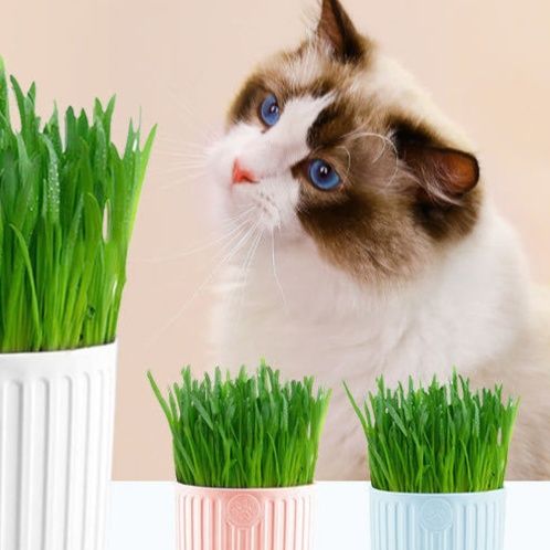 https://fulmo-img-server.com/party-cat/1755747484187_zjdqdvyl_jdsg7rtn.jpeg