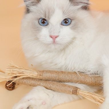 猫 おもちゃ 歯磨き麻縄またたび棒