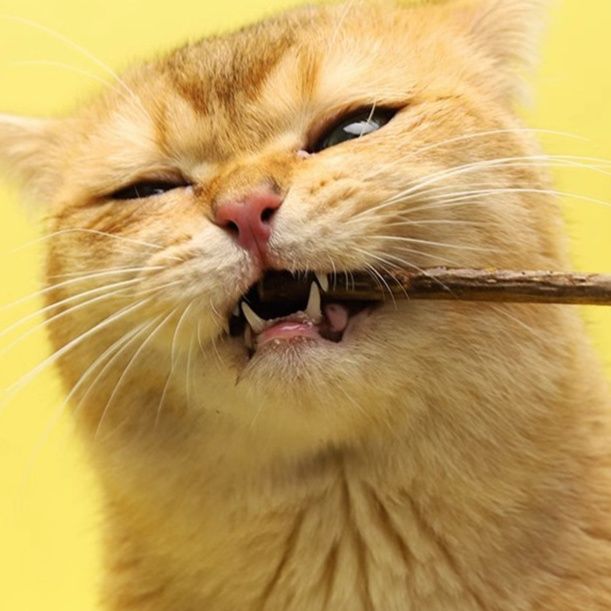 猫 おもちゃ 歯磨き効果の天然またたび棒