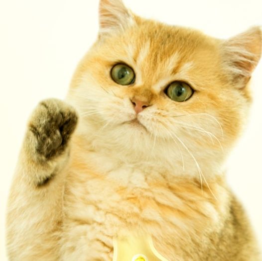 猫 おもちゃ 歯磨き効果の天然またたび棒