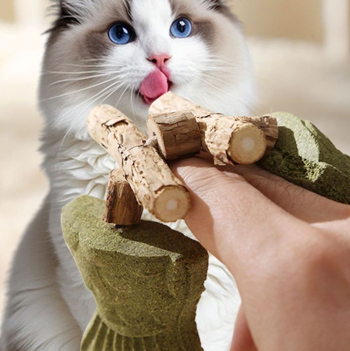 https://fulmo-img-server.com/party-cat/1755748119294_eezg1vrp_e022ae1x.jpeg