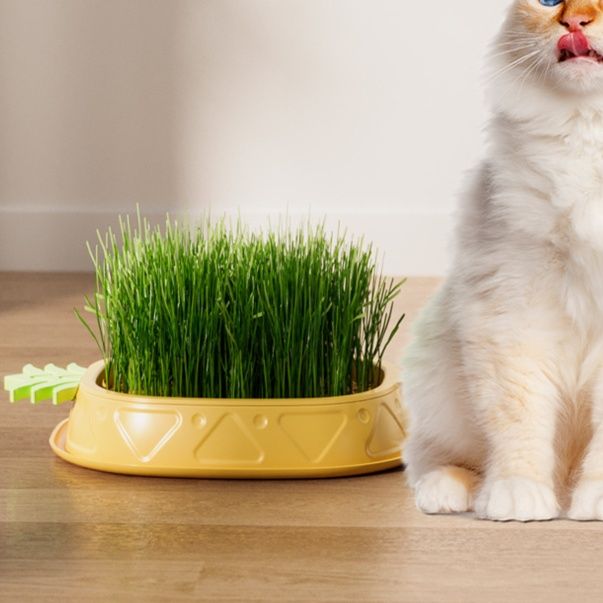 猫 おもちゃ 自然栽培 猫草キット