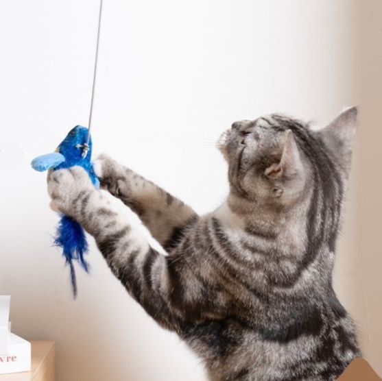 猫 おもちゃ 本物そっくり鳴き声付き小鳥のぬいぐるみ