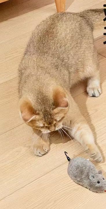 猫 おもちゃ ぜんまい式動くネズミ型猫用玩具