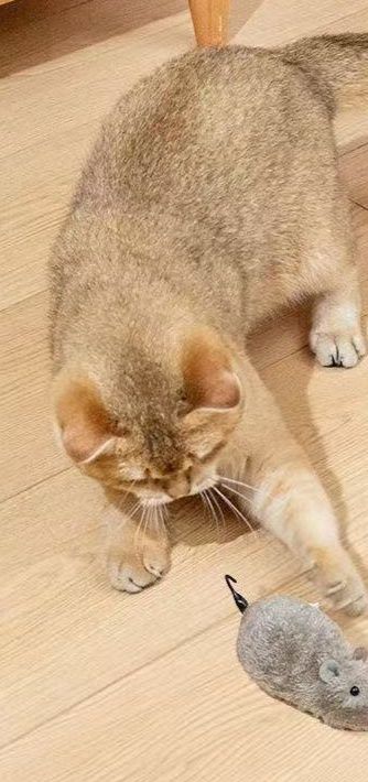 猫 おもちゃ ぜんまい式動くネズミ型猫用玩具