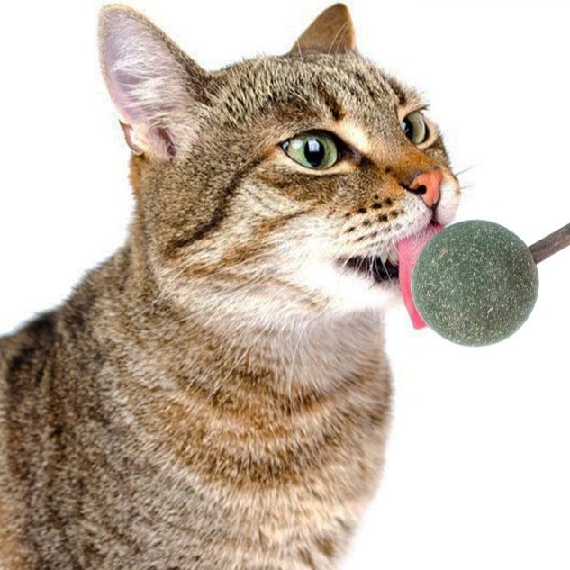 猫 おもちゃ 天然木の棒付きまたたびおもちゃボール舐めるおもちゃ
