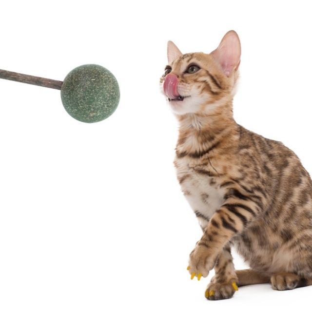 https://fulmo-img-server.com/party-cat/1779670342858_4km392ui_kz9orekt.jpeg