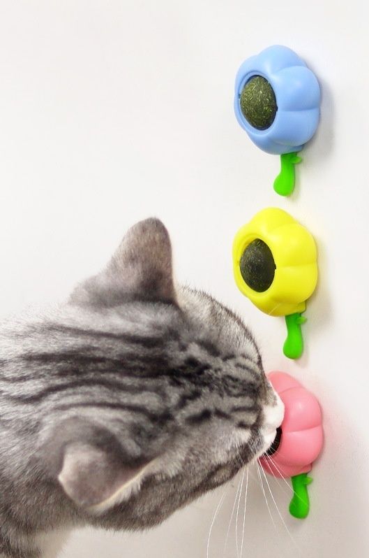 https://fulmo-img-server.com/party-cat/1779671635343_kp58nubp_6fnh609o.jpeg