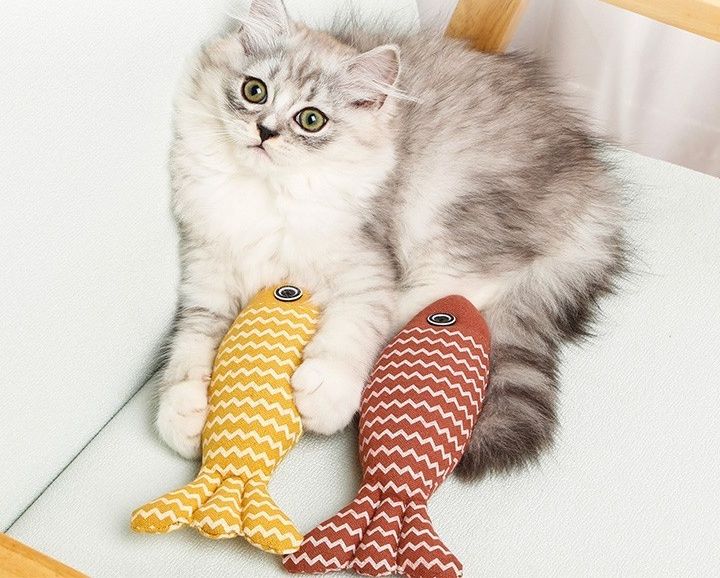 https://fulmo-img-server.com/party-cat/1779679103736_yenx0wkj_f776nw8i.jpeg