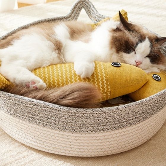 https://fulmo-img-server.com/party-cat/1779756743623_zbnjv16q_2nk2phba.jpeg