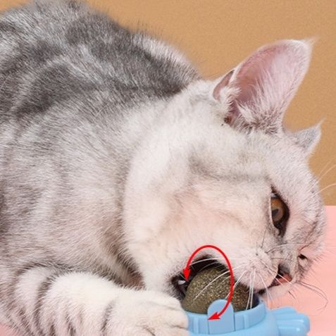 https://fulmo-img-server.com/party-cat/1779759389270_vzq2t1l8_u6tb7q5t.jpeg