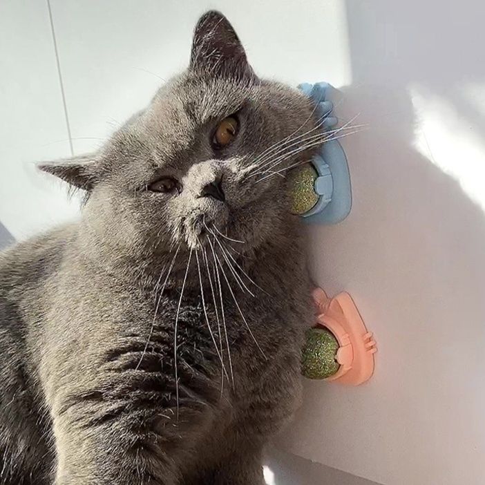https://fulmo-img-server.com/party-cat/1779759403314_k5v2ikcc_82gd9fbu.jpeg